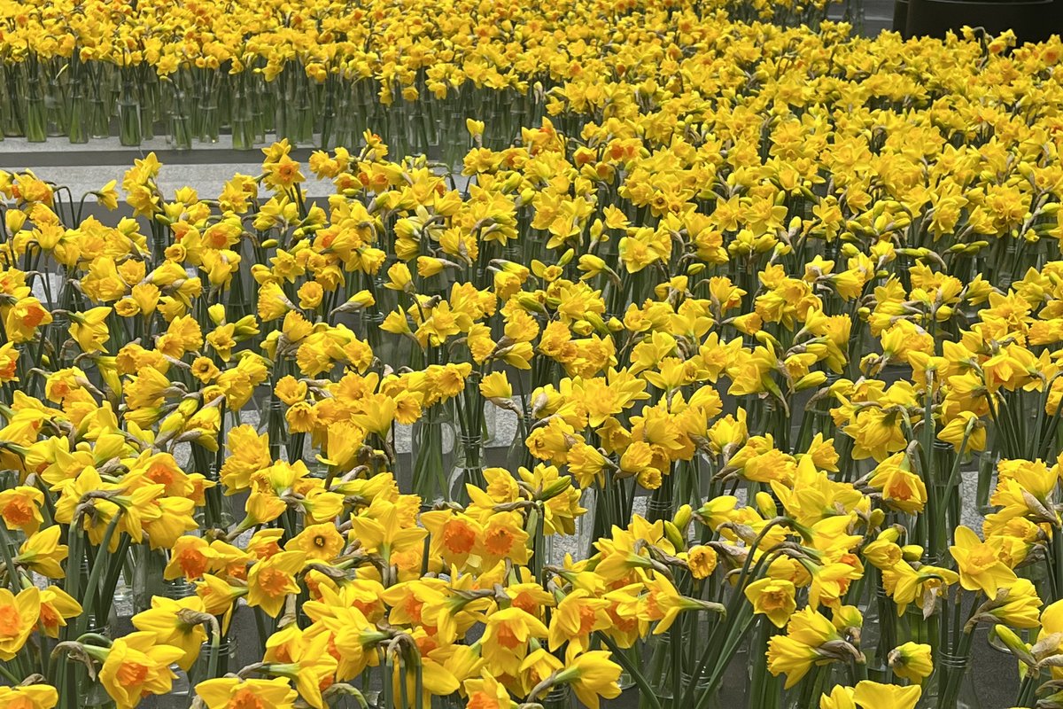 Daffodil Day: Activating Pride of Place — 1